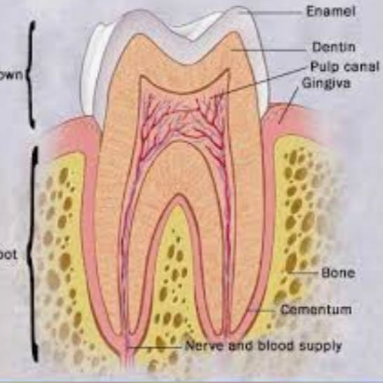 طب الاسنان  🩺